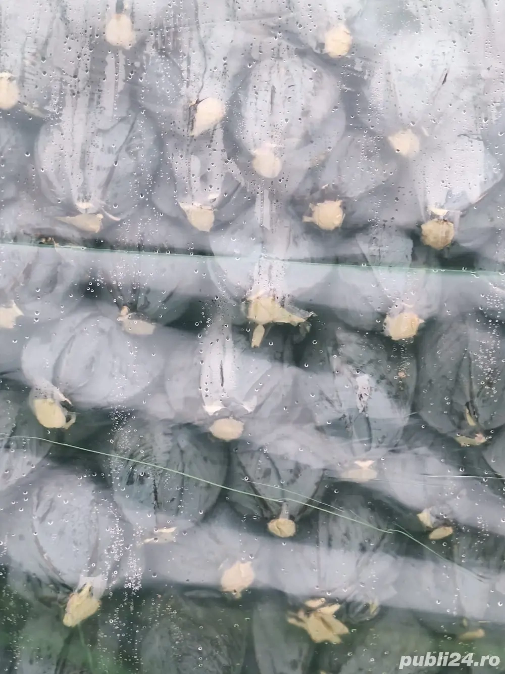 varza rosie de depozitare 