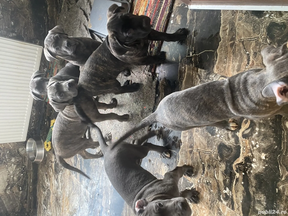 De vânzare căței rasa Cane Corso