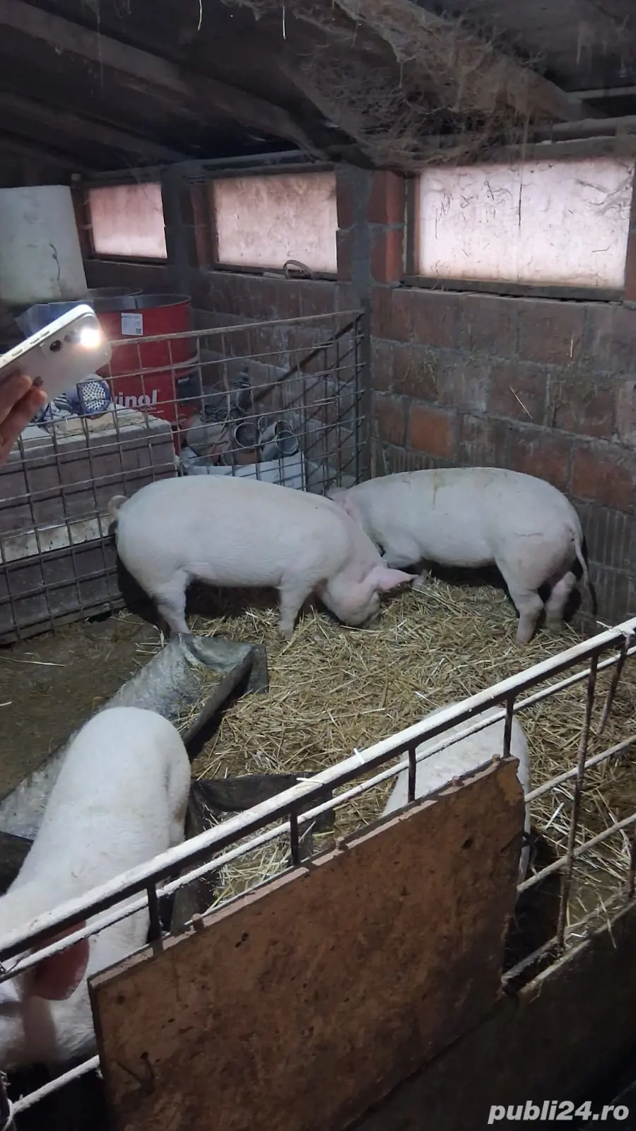 Scrofite de vanzare si un mascure.Felnac