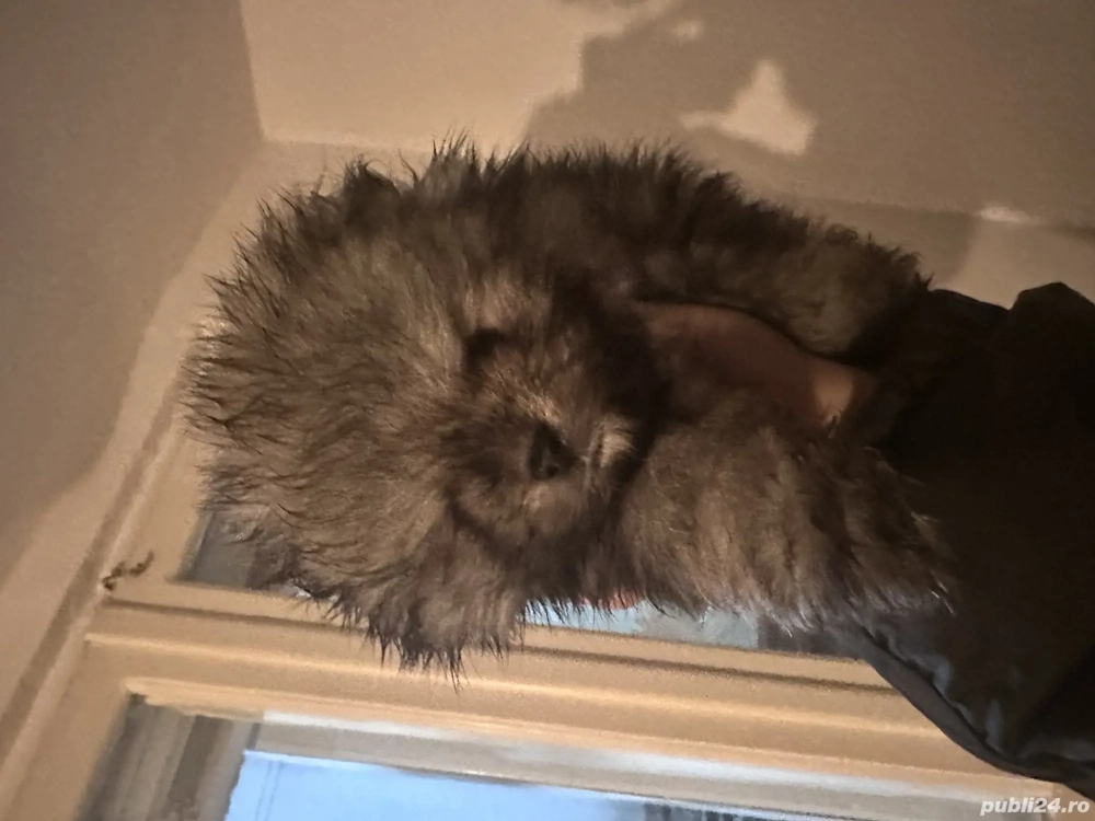 Pui Pomeraniani rasa pură