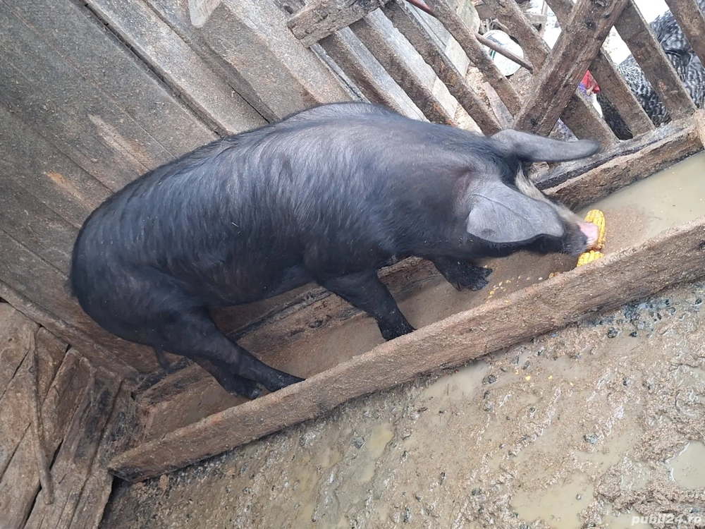 Vând godin de 100 kg 