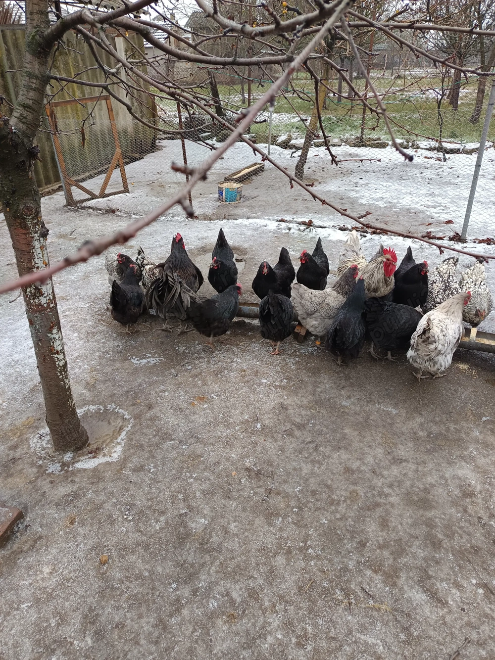 Găini și cocosi austrolop