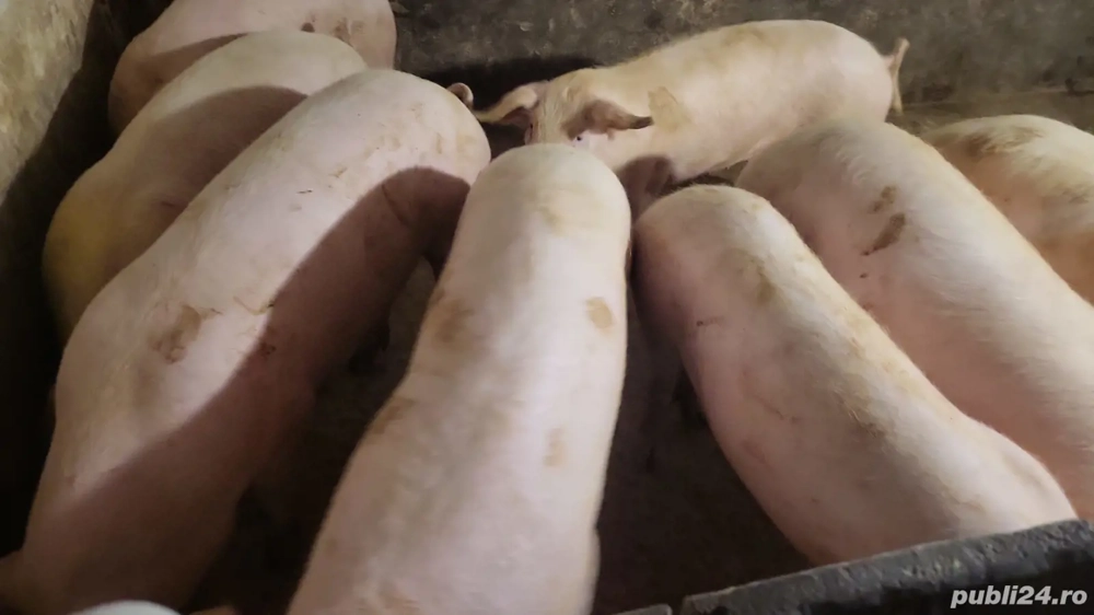 Porci de vinzare  