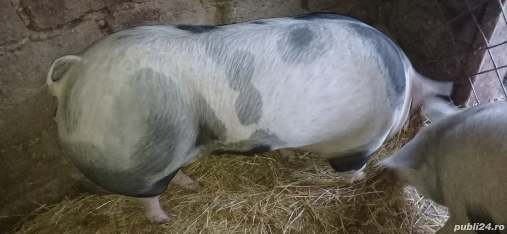 vând două purcele pietran