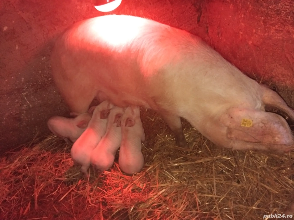 Scroafa de vânzare 