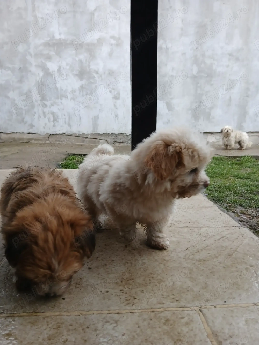 Căței bichoni de 8 săptămîni Arad.