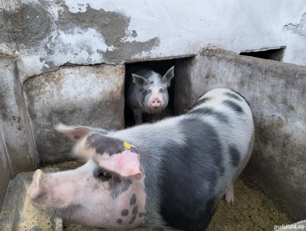 Vând porci 170-180kg 