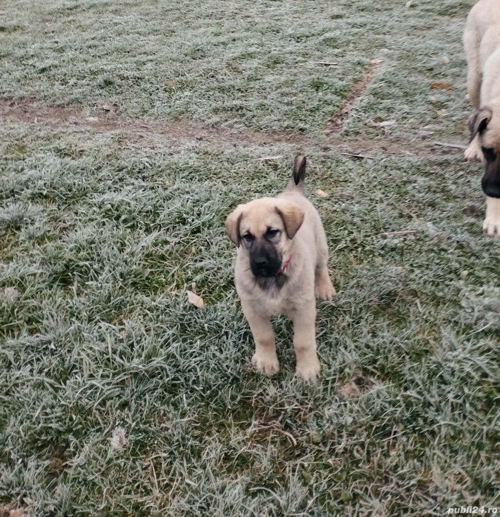 Cățel kangal de vânzare 