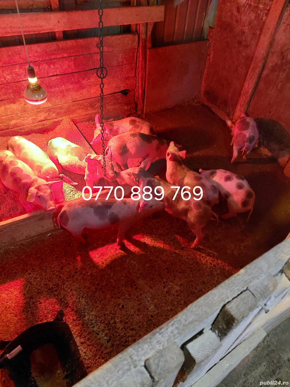 Purcei vinzare rasa petrian  sunt castrati 