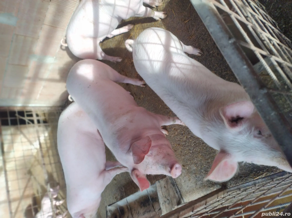 Porci de vânzare diferite mărimi 