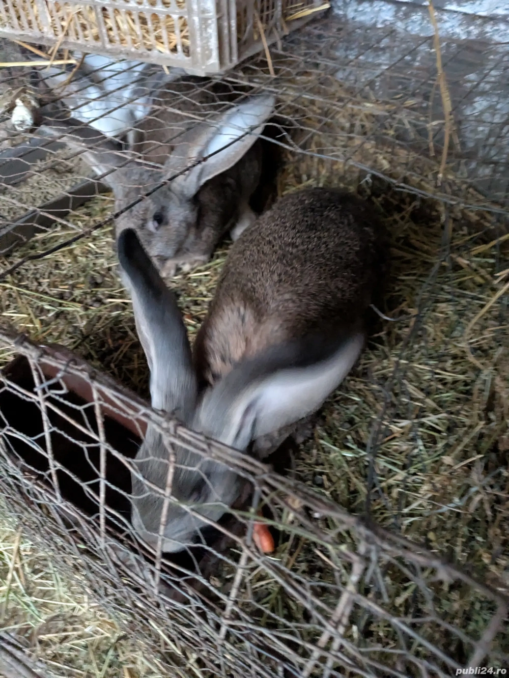 iepuri urian german 10 săptămâni 