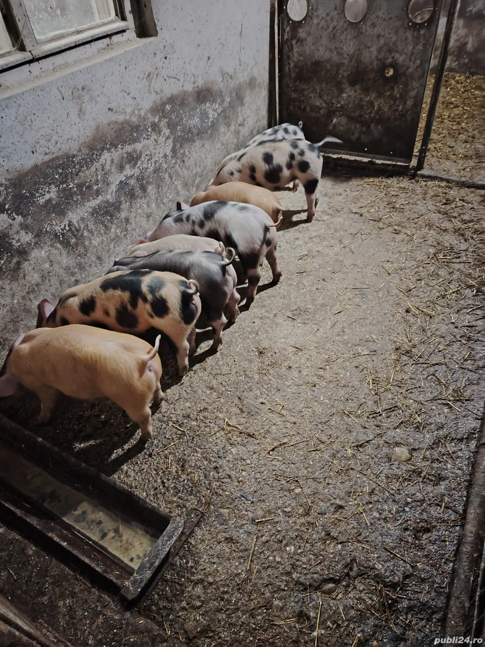 Vând 8 purcei 13 săptămâni 