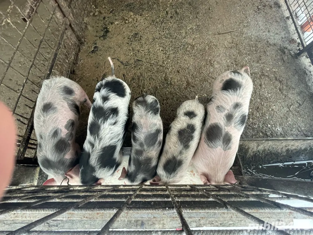 porci de vanzare detalii la telefon