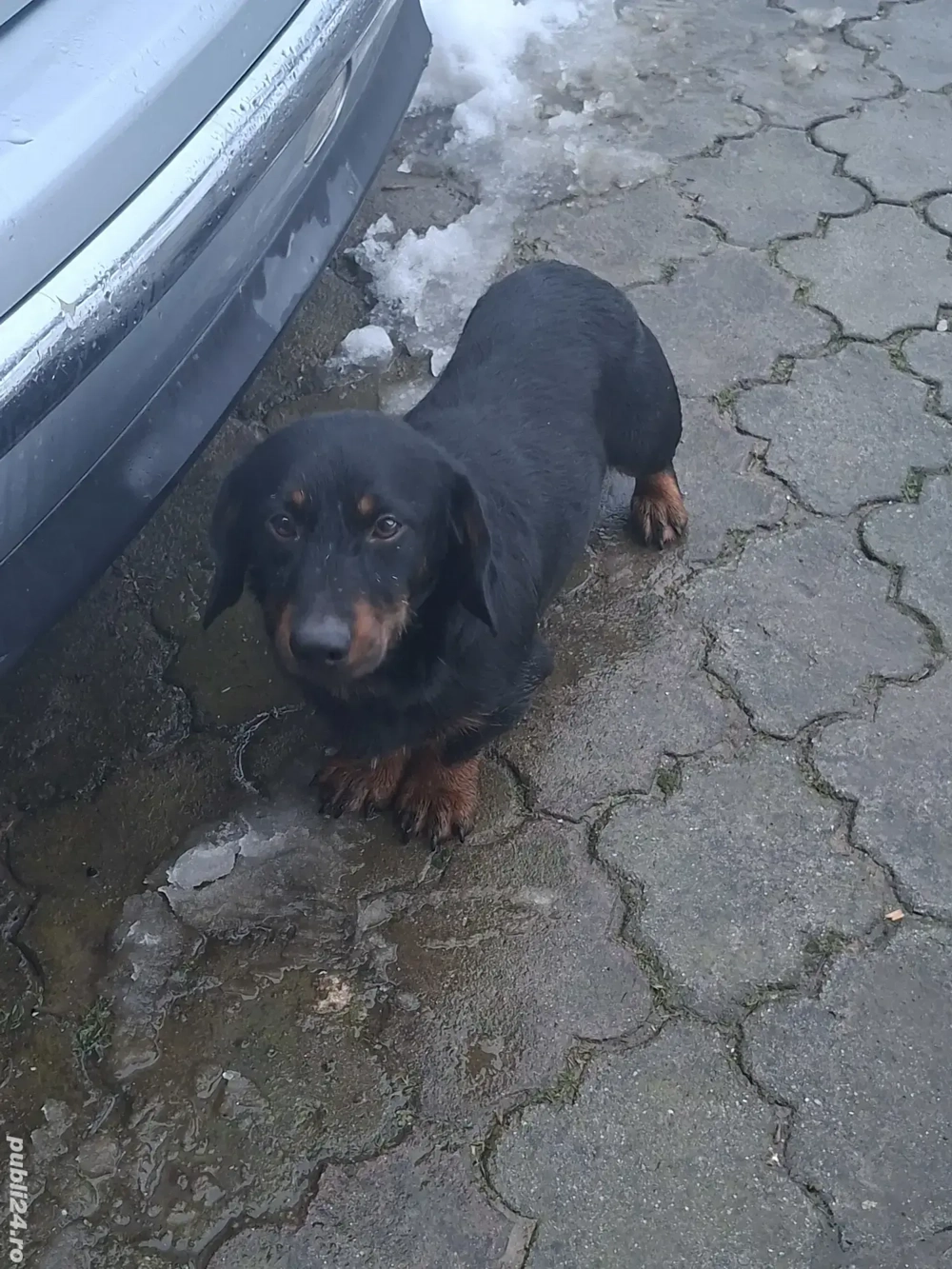 Vand catel soricar - teckel