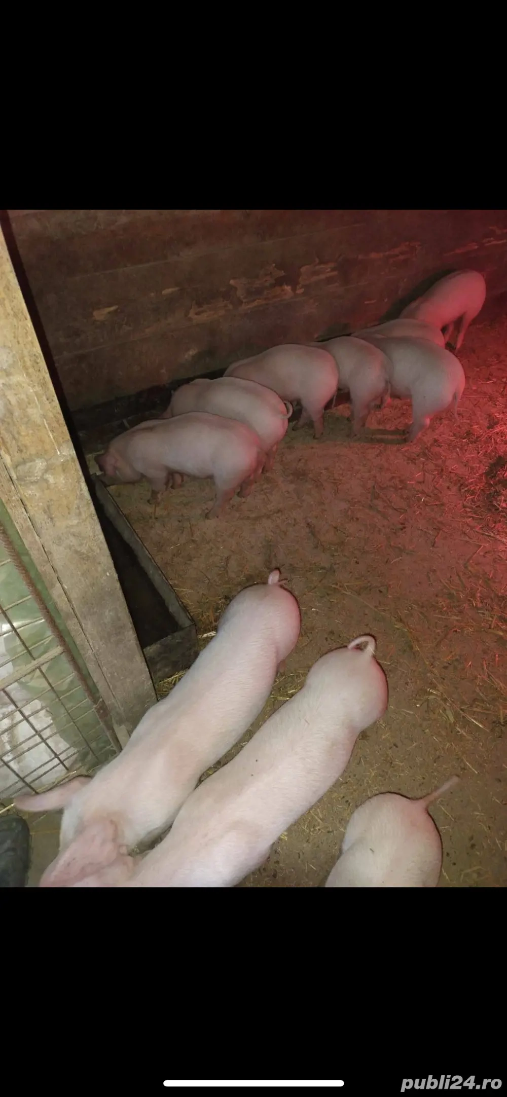 Vand purcei Landrace x Marele Alb 