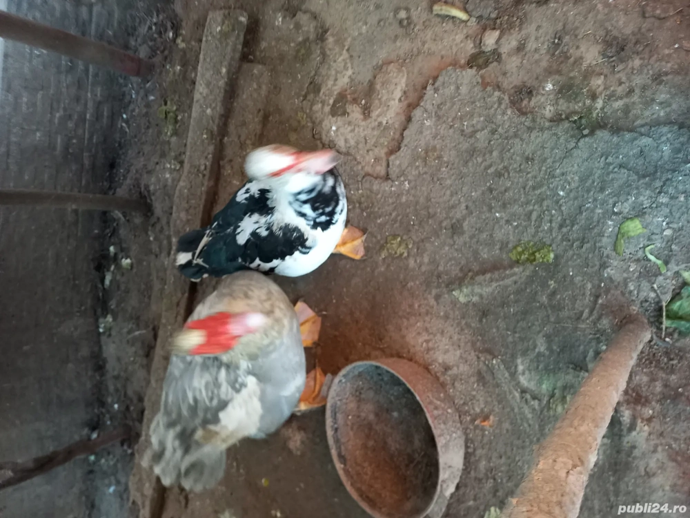 Rațe mute Colorate o pereche in septembrie au avut un an și porumbei voltați indieni frumoși și sănă