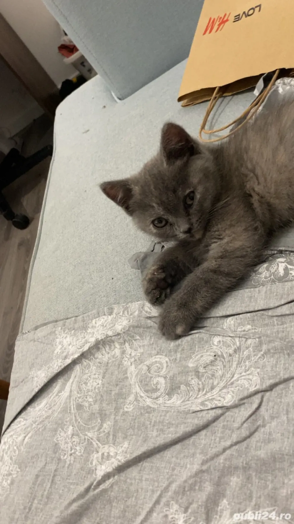 British shorthair pisici femala