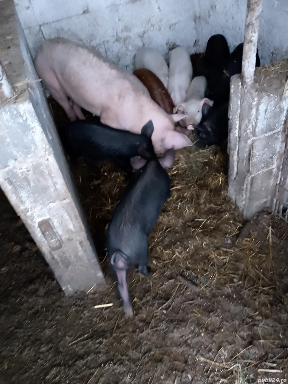 șoldani 25 40kg 450 buc 