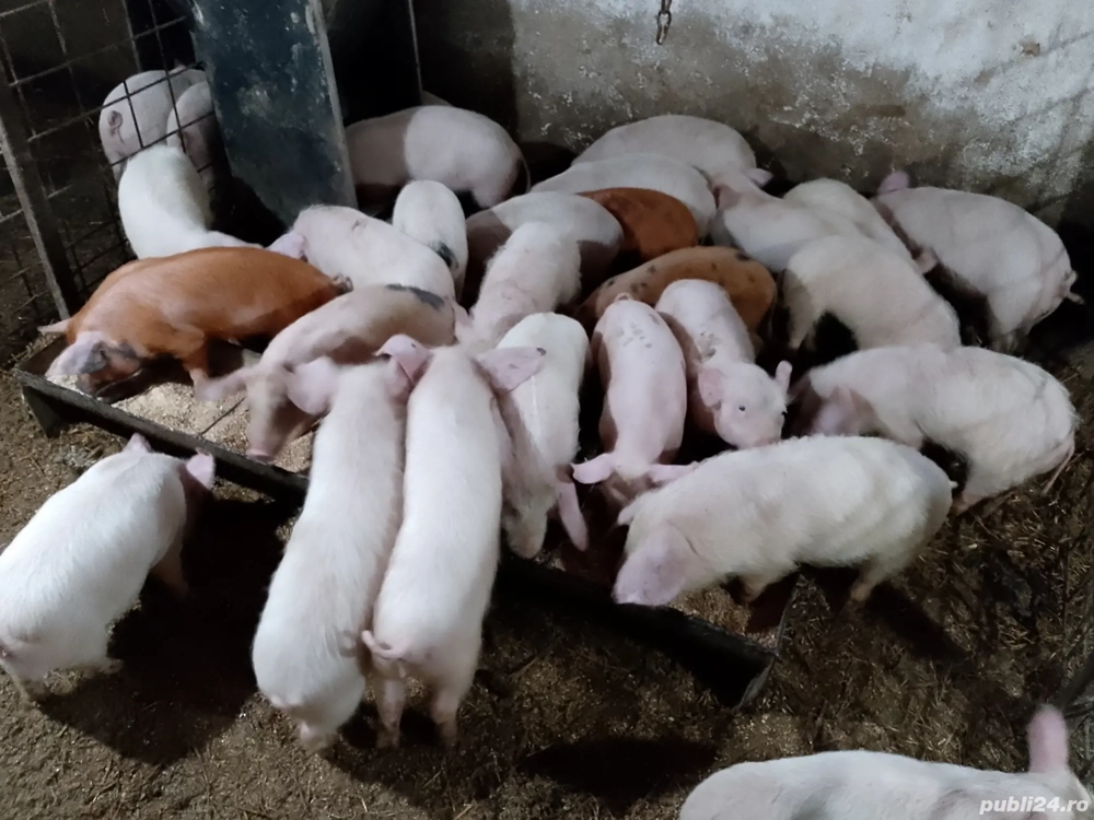 purcei de 7 9 saptămini 