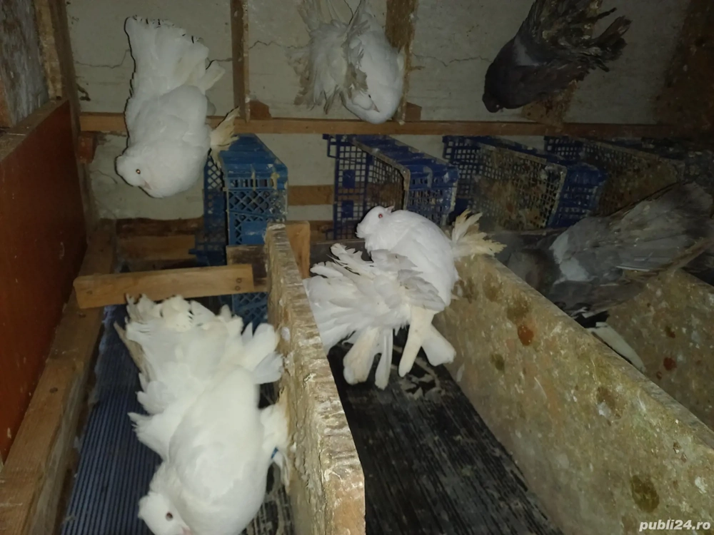 porumbei voltați indieni albi