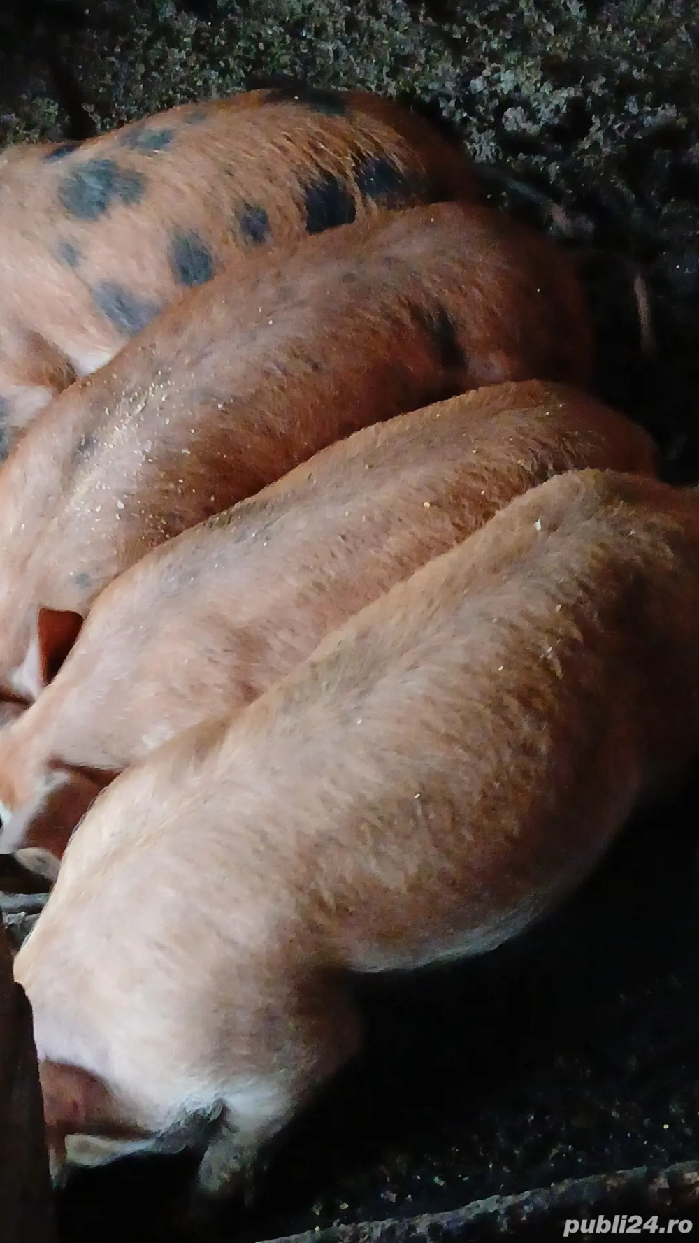 Purcei duroc de 3 luni 500 buc mai multe detalii la telefon  