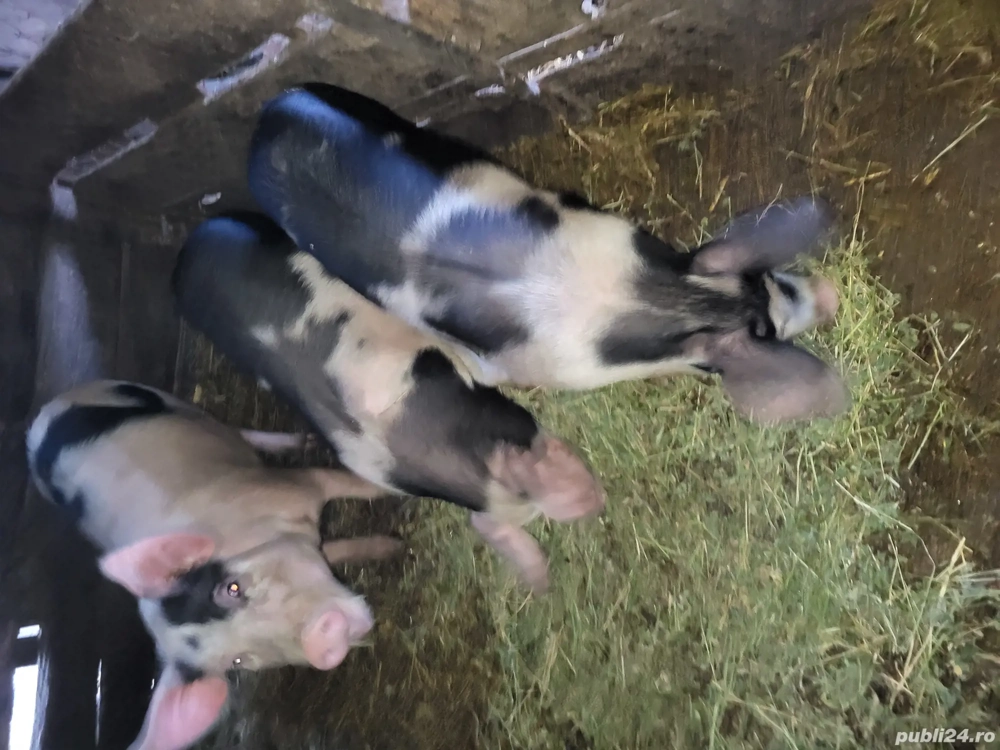 porci de vanzare 