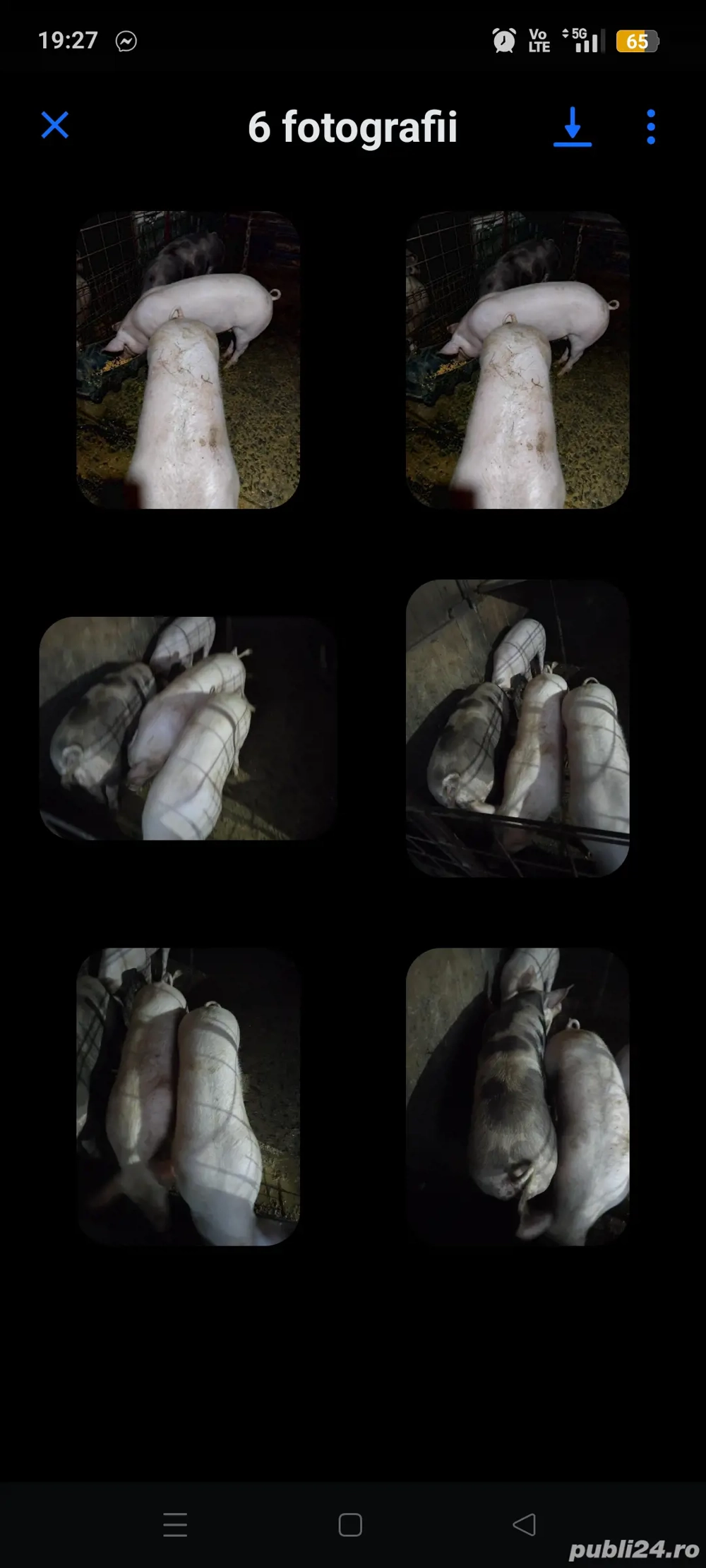 Vând purcei . Loc Mazanaesti jud Suceava