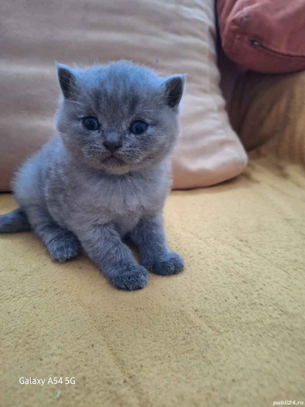pisicut british shorthair 