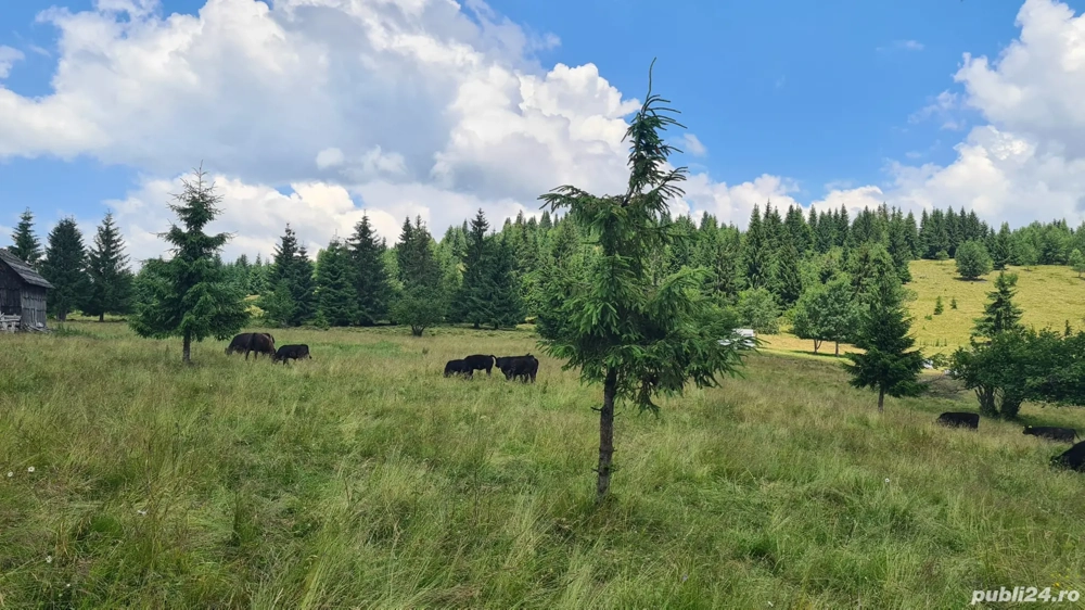 Vand teren 47.8 HA intravilan + extravilan Moisei Viseu