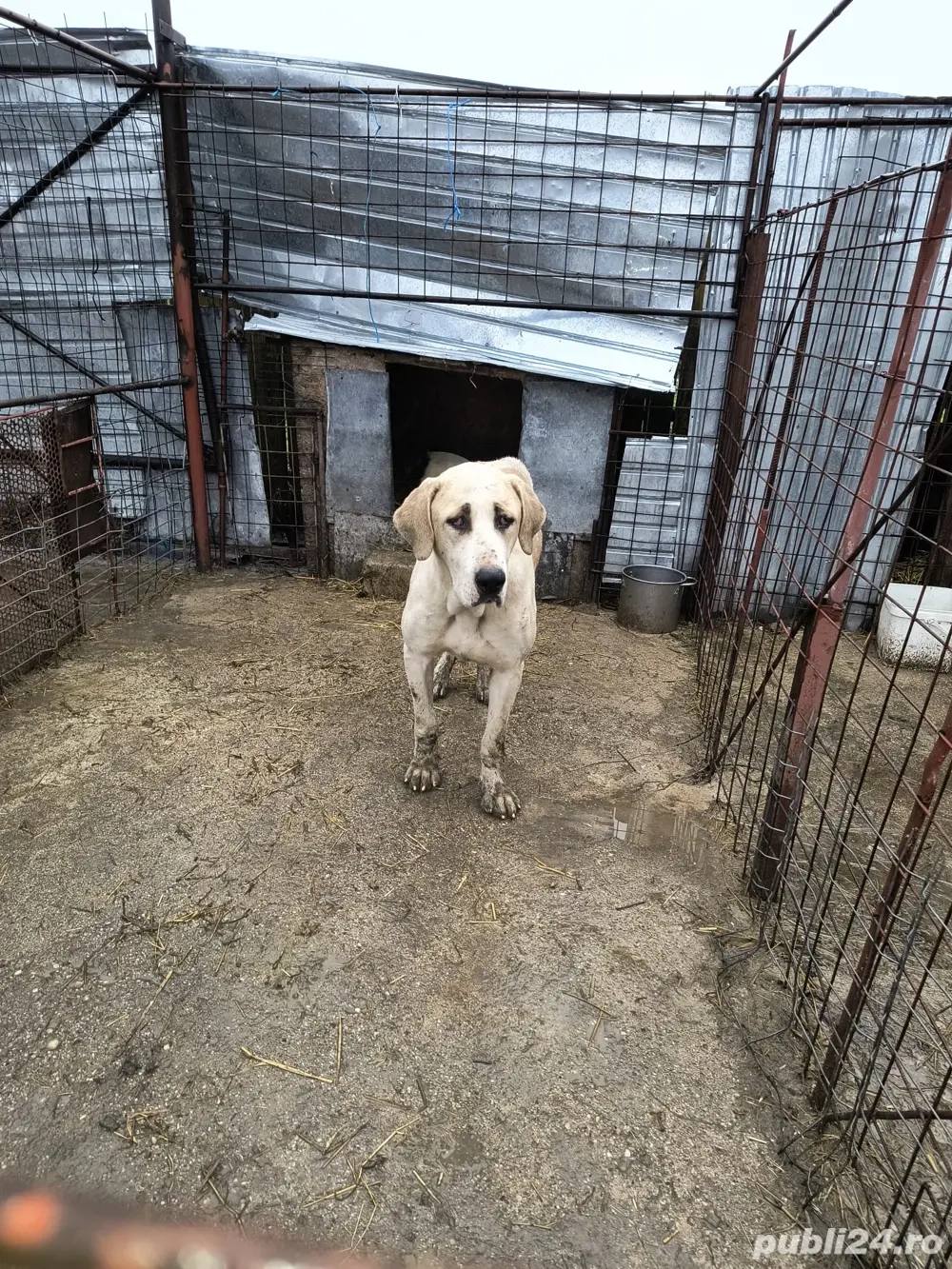 catea ciobanesc de asia centrala 