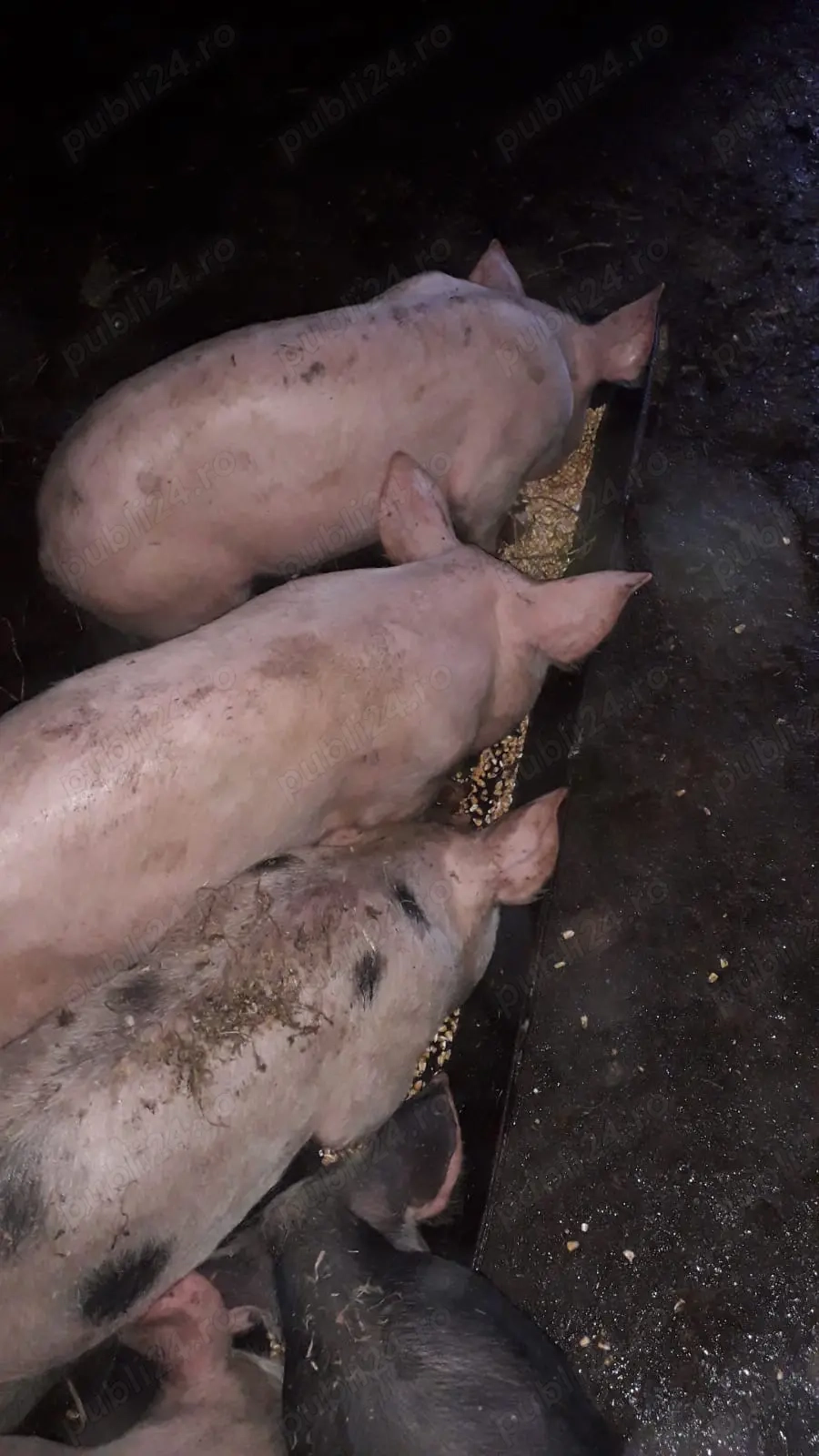 Porci și purcei de vânzare