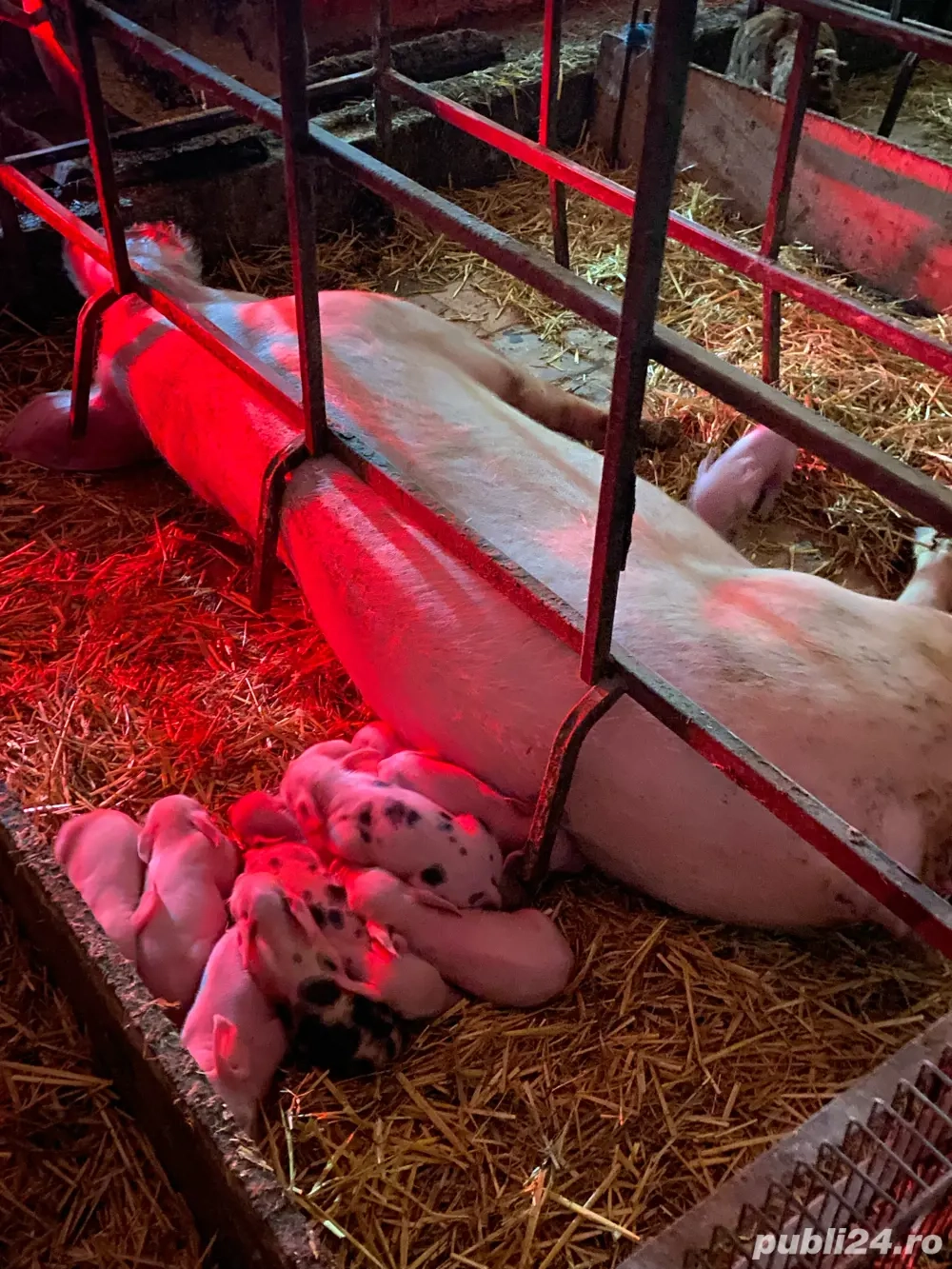 scroafa cu 12 purcei