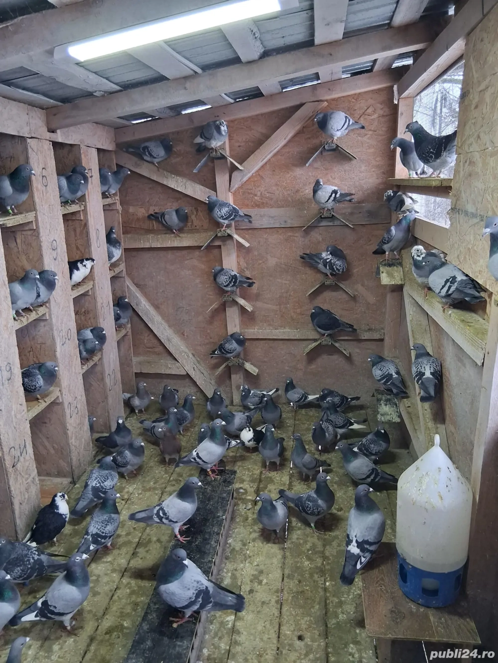 Porumbei voiajori disponibili 