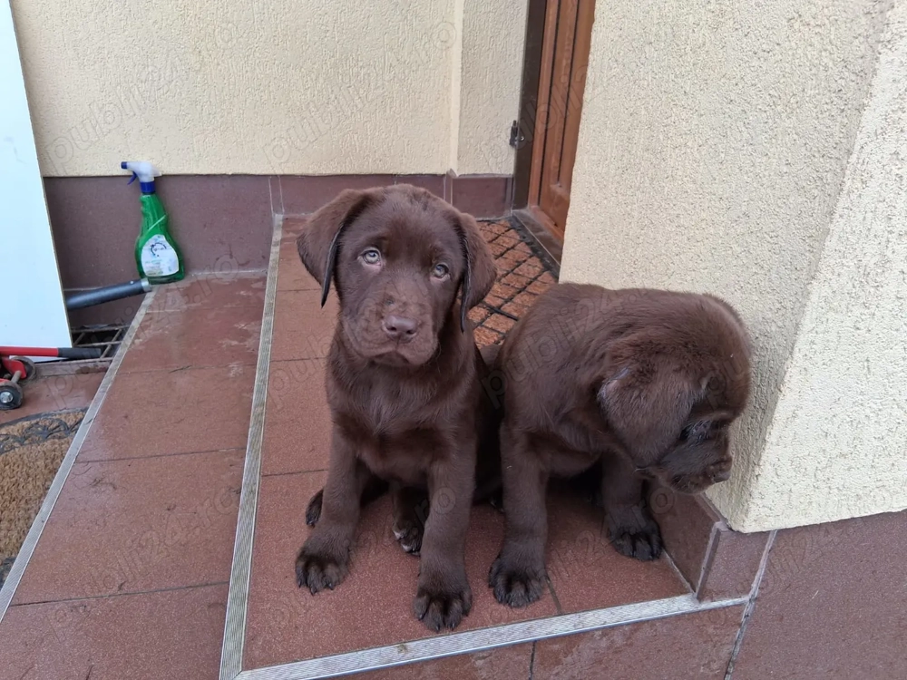 Pui Labrador retriever ciocolatiu