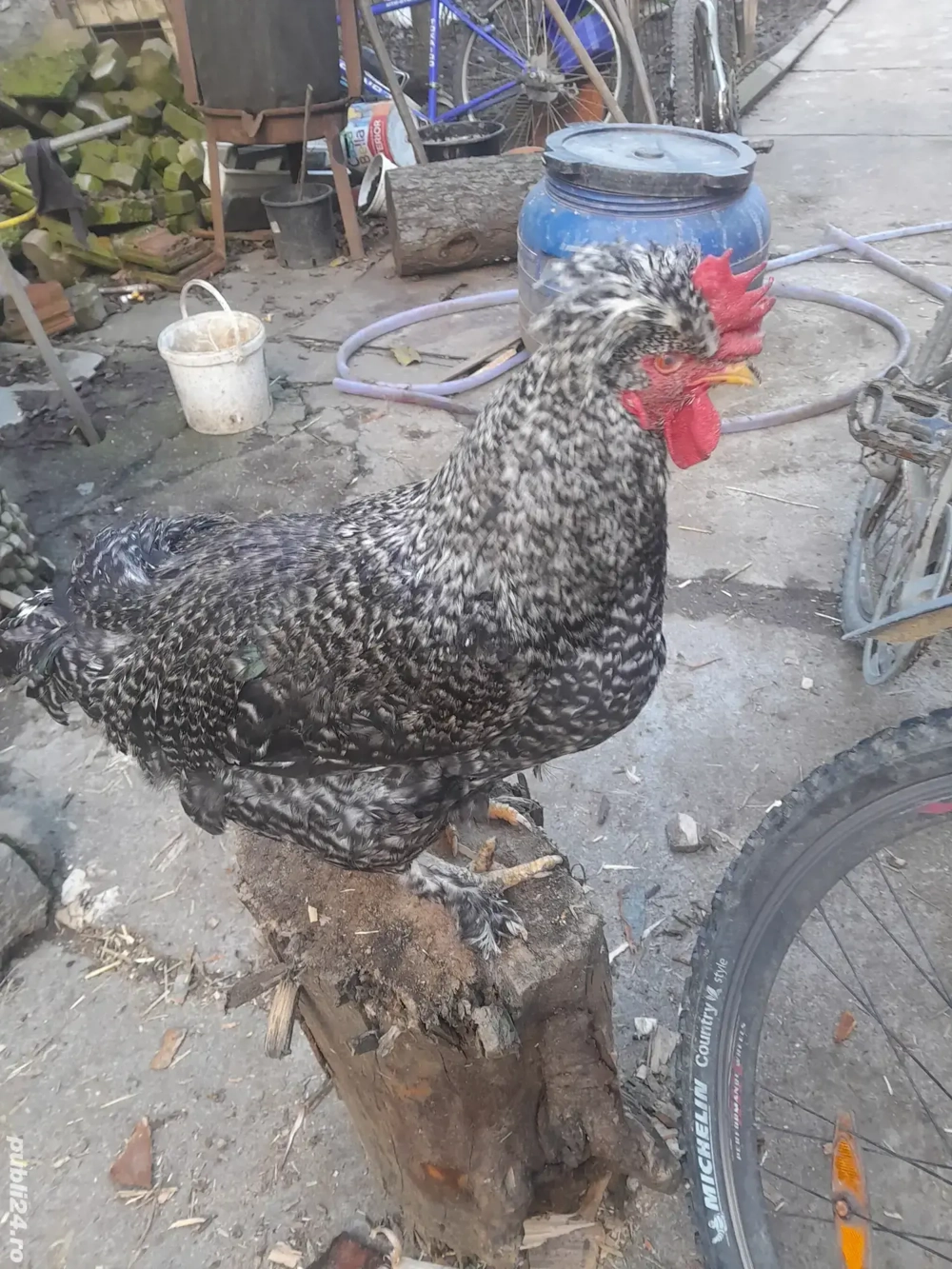 3+1găinuse  de casă 