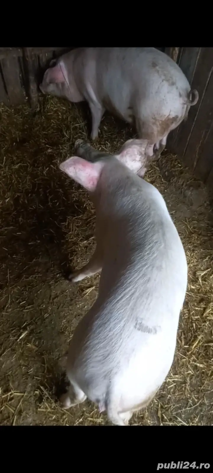 Purcei landrace cu marele alb