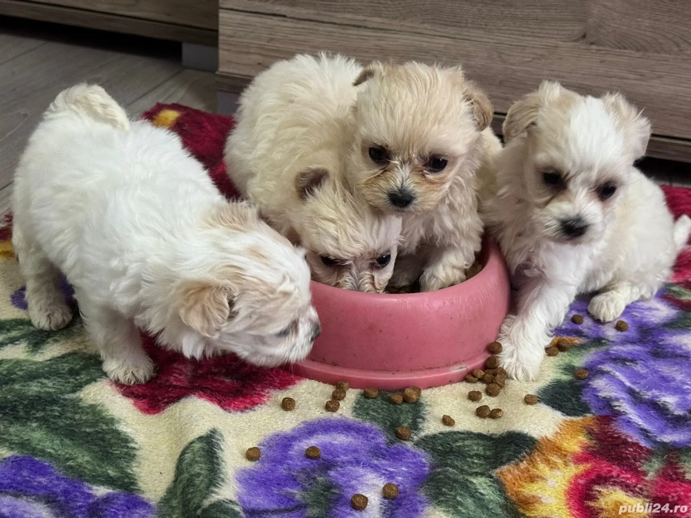 Bichon maltez 8 saptamani