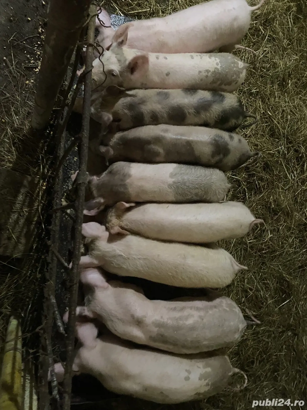 Purcei de vânzare BIO