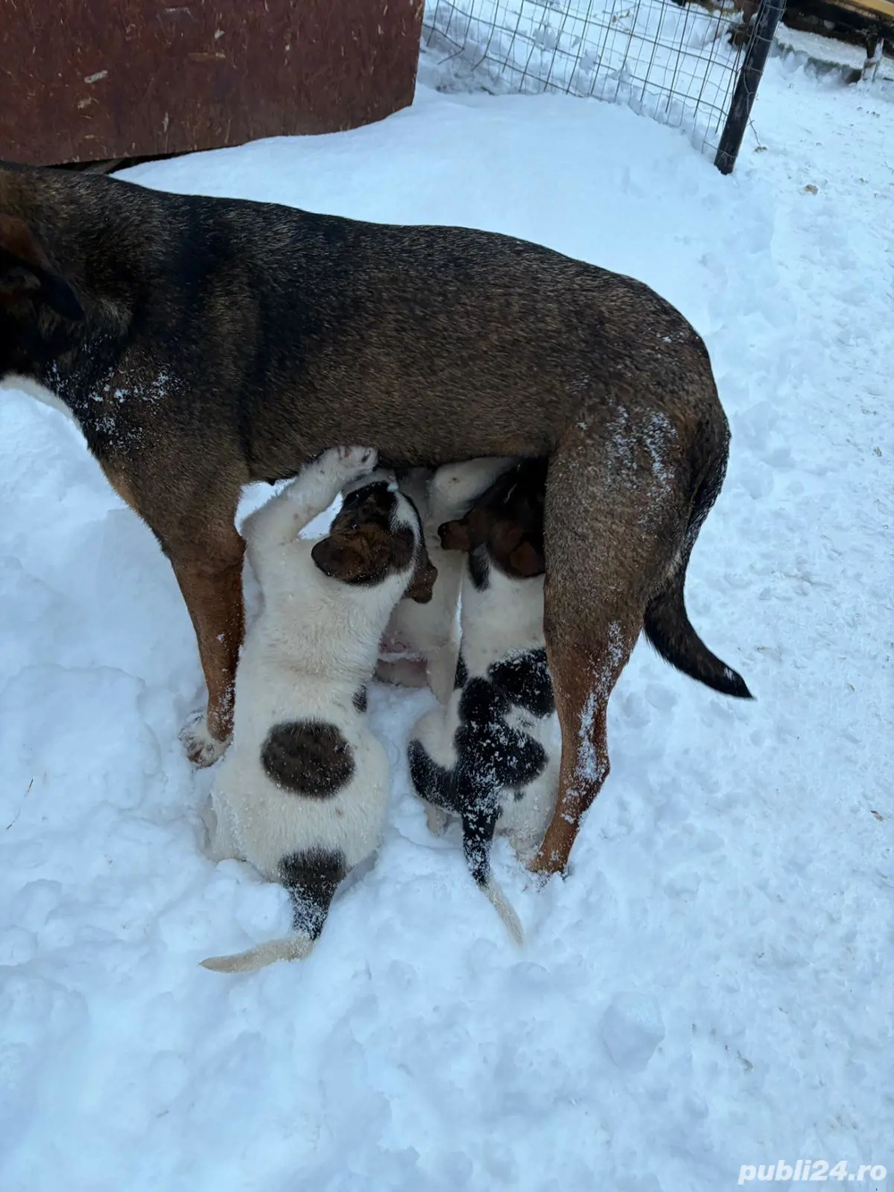 Donez cățeluși iubitorii 