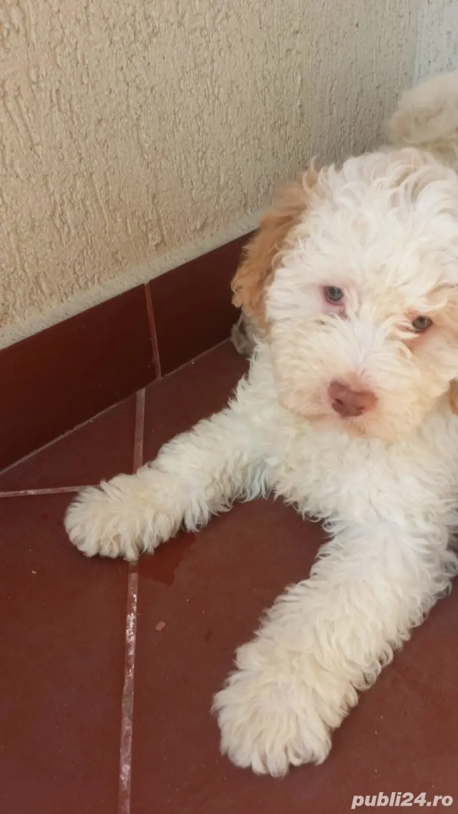 pui lagotto romagnolo 8 saptamani