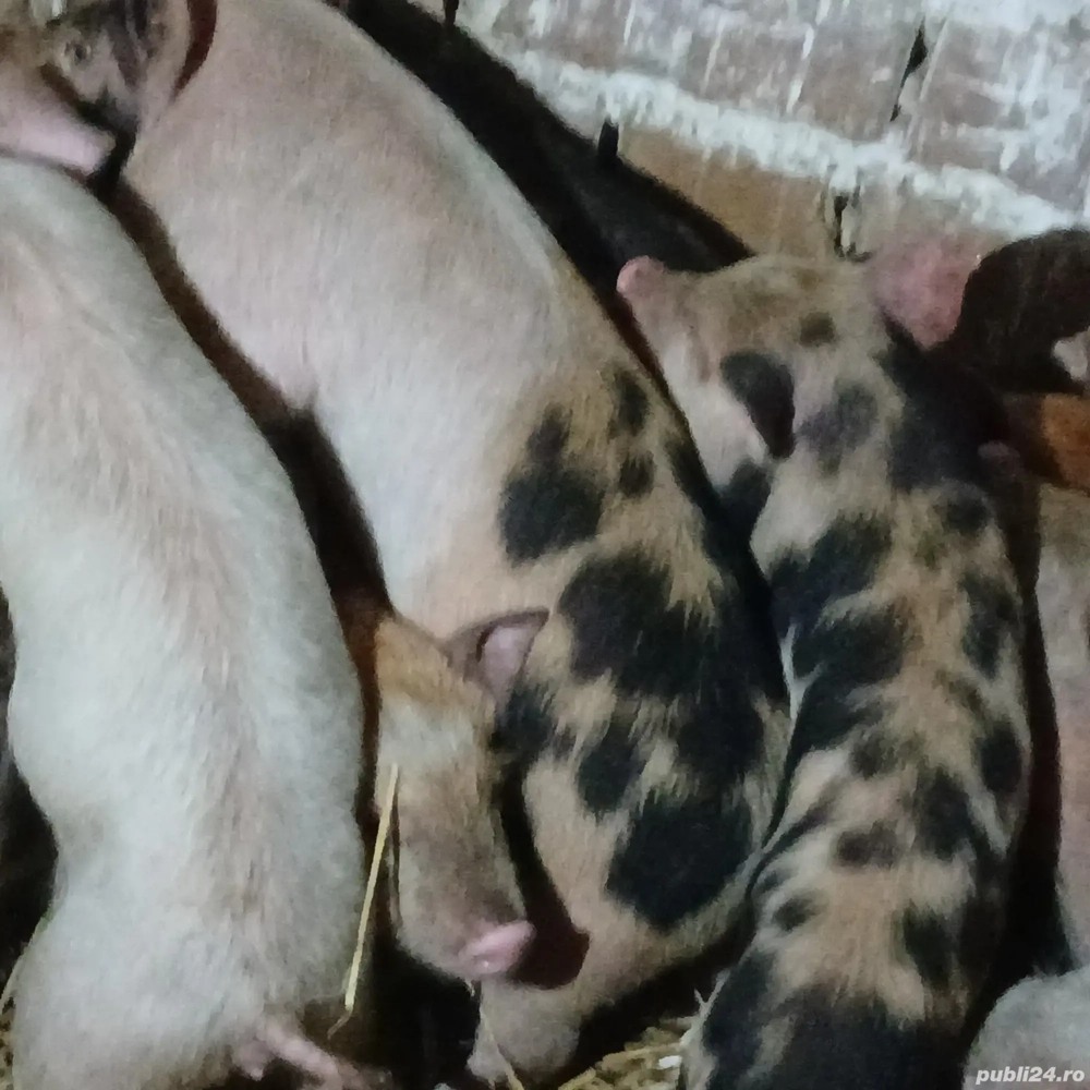 purcei 7-8 saptamani 