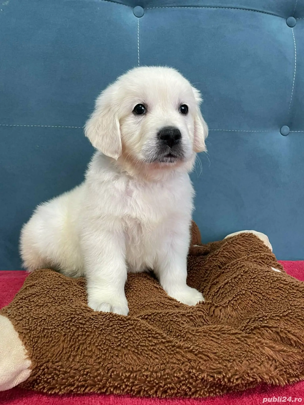 Golden retriever cu pedigree 