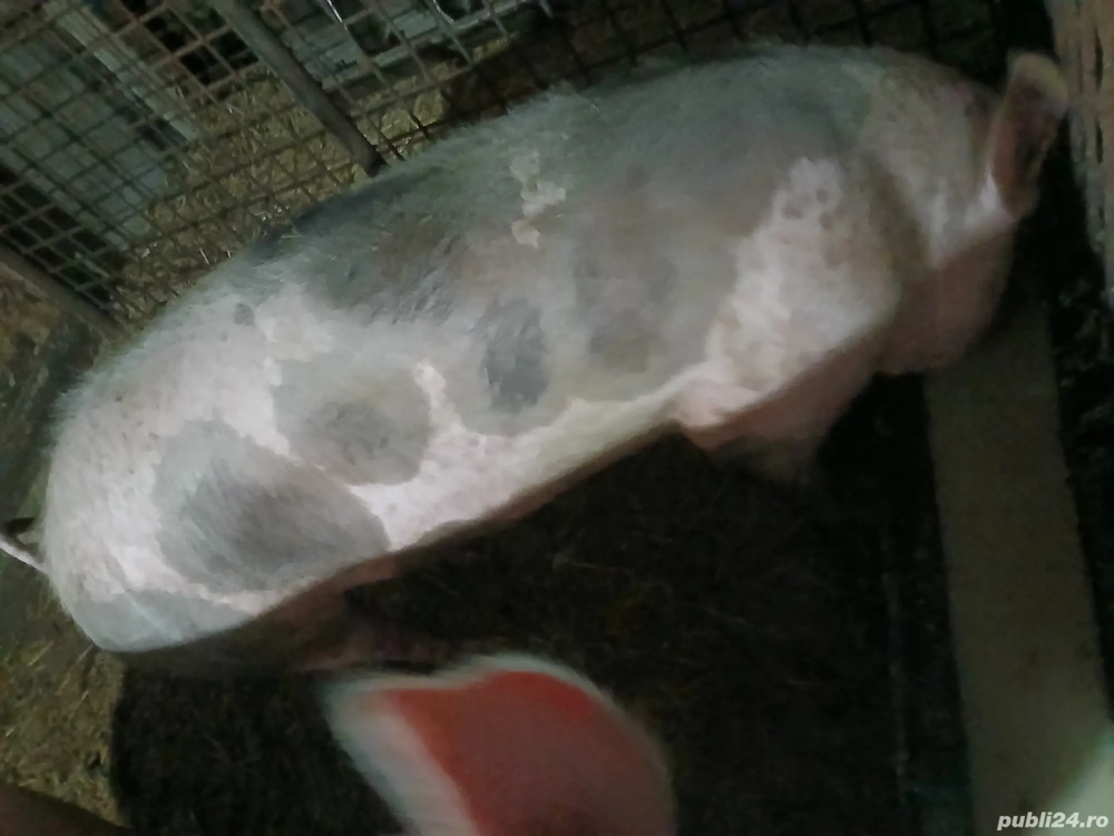 vand purcea de taiat 