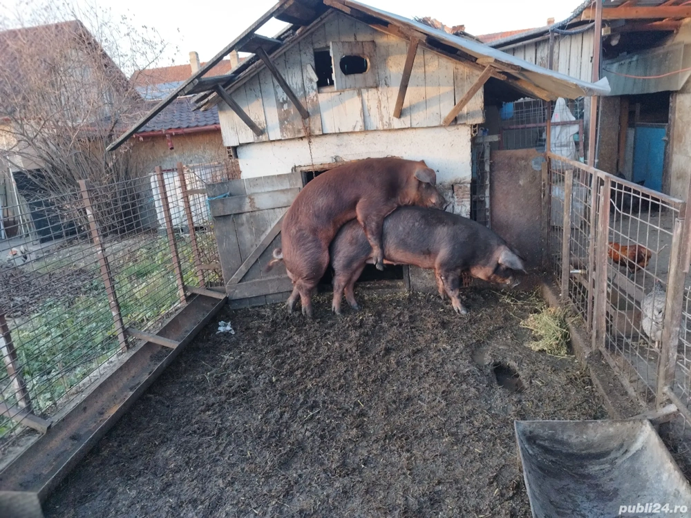 Duroc reproducție!!!