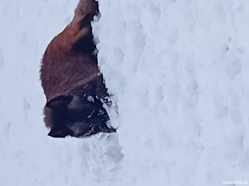 Femela Ciobanesc Belgian 