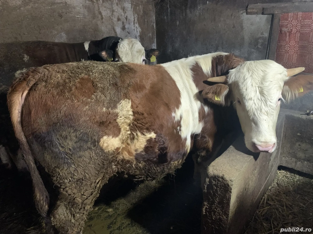 Vând tauri 1 angus 1 bălțat 