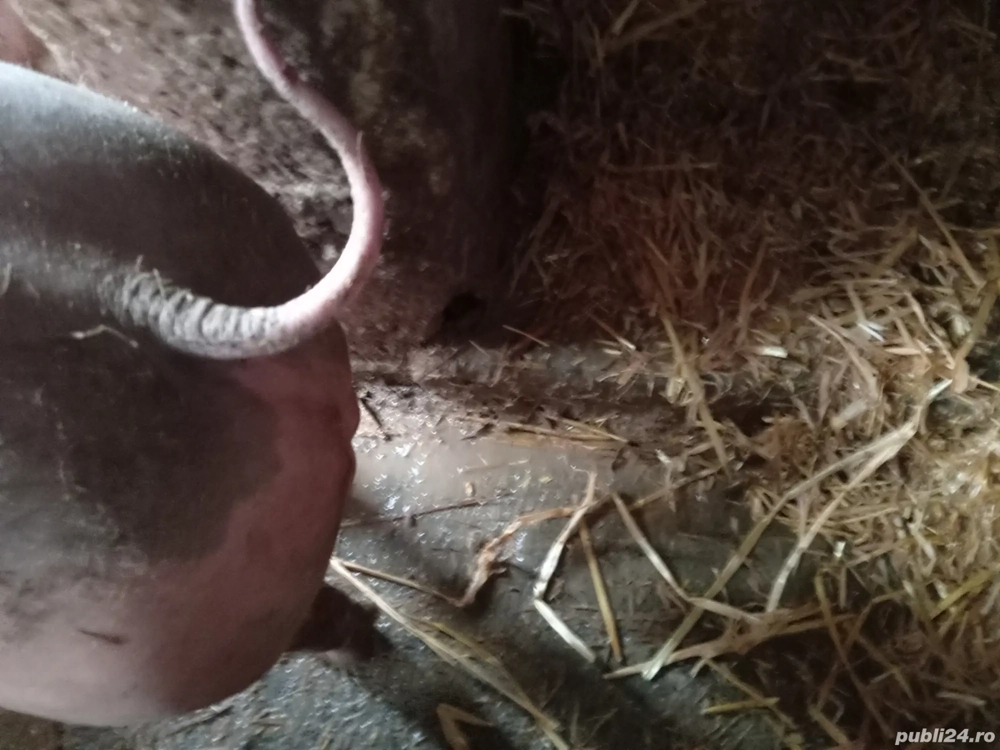 Vierut Pietrain fara par