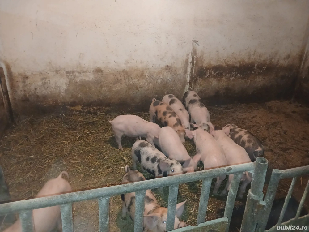 purcei de 8 săptămâni 