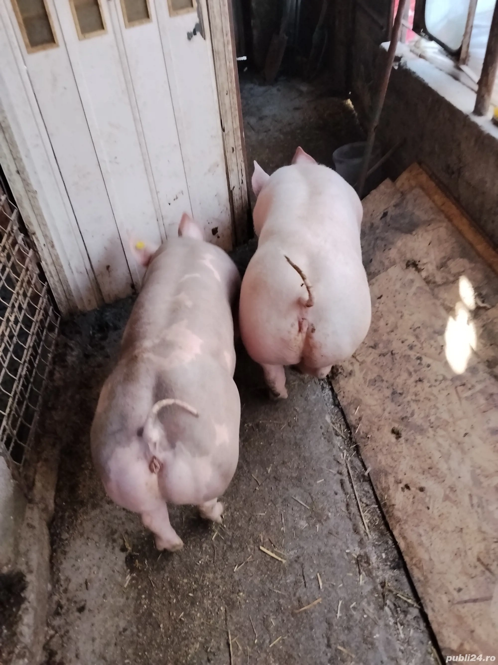 Vând scrofițe pietrean 