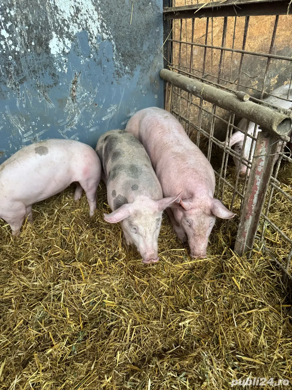 vand 1 vierus si 2 scrofite pietrain